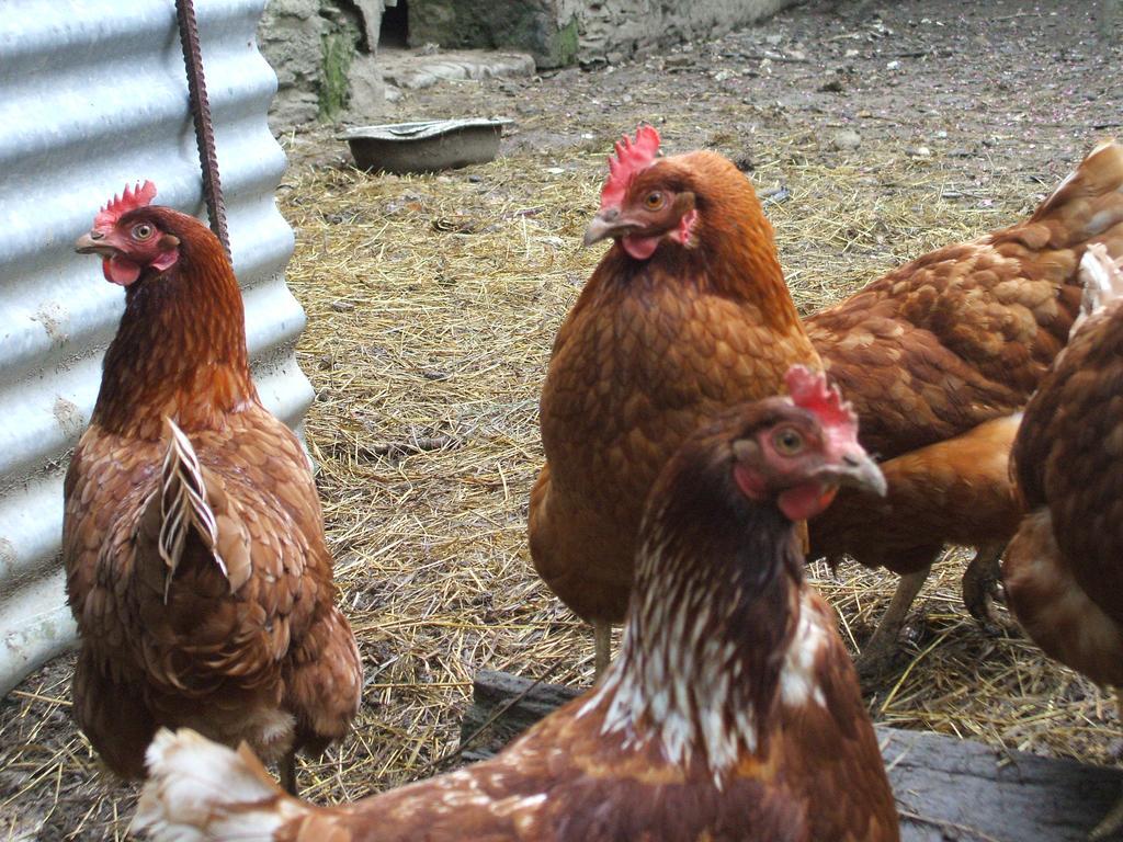 La Haye Gîtes et Chambre d'Hôtes Avrillé Exterior foto